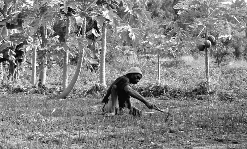 A man is centered in a field of tall trees and holds a small sharp tool to cut the grass. He wears a hat and sits on his rear end as he works. His two legs are withered from polio.