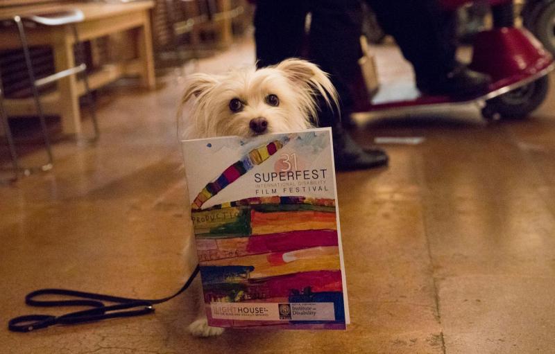 A small white dog holding a Superfest program.