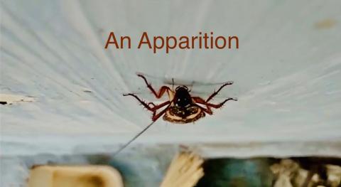 Poster for “An Apparition” featuring a cockroach climbing on a wall